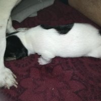 ПРОДАВАМ jack russell terrier 2305210838, снимка 6 - Джак ръсел териер - 32265047