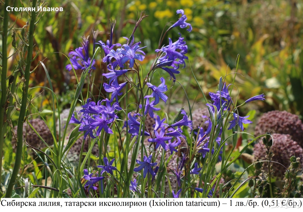 Сибирска лилия, татарски иксиолирион (Ixiolirion tataricum) –  луковици, снимка 1