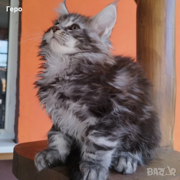 Мейн Куун , снимка 1