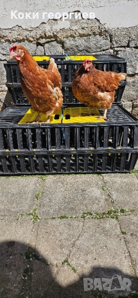 продавам кокошки носачки ломан браун на 1 година , снимка 1