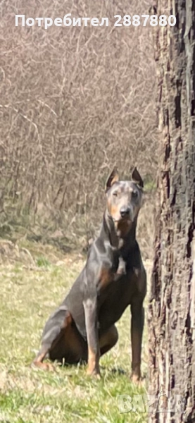 Мъжки доберман за разплод , снимка 1