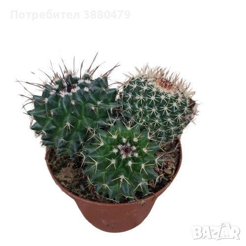  красив кактус, снимка 1