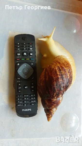 Гигантски африкански охлюви Achatina , снимка 1