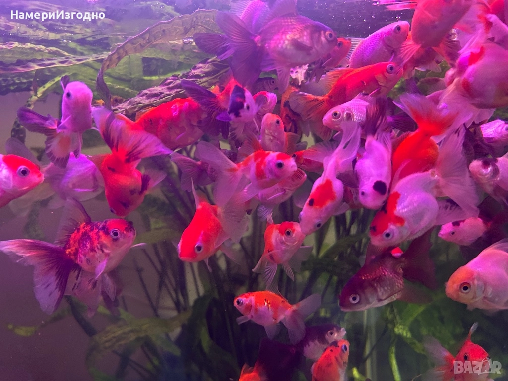 Оранди, снимка 1