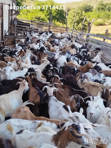 Продавам кози, снимка 1