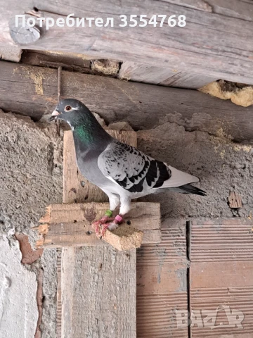 Продавам спортни гълъби , снимка 10 - Гълъби - 50497845