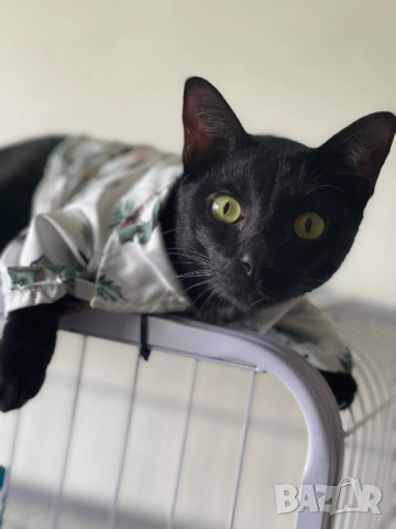 Ризки за кучета и котки. Дрехи за кучета. Блузка за куче. Кучешки дрехи. Ризка за куче , снимка 8 - За кучета - 38171594