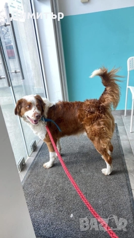 Кученце си търси дом , снимка 8 - Други - 51563544