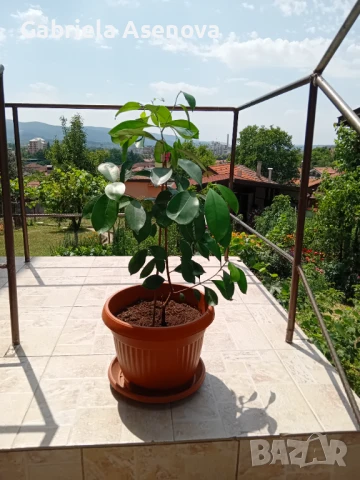 Голямо портокалово цвете, снимка 2 - Стайни растения - 51338799