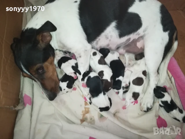 джак ръсел 1308251505, снимка 6 - Джак ръсел териер - 51353459