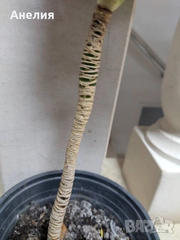 Драцена компакта, снимка 5 - Стайни растения - 53266399