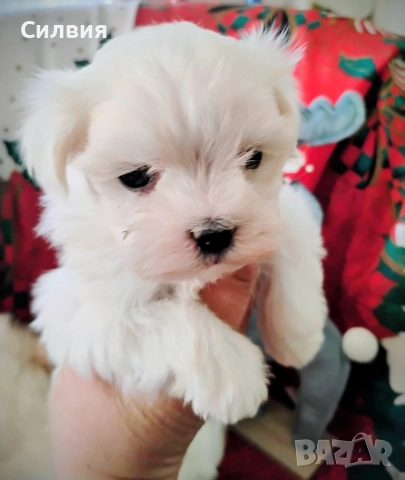 предлагам малтийски болонки , снимка 3 - Болонка - 52810490