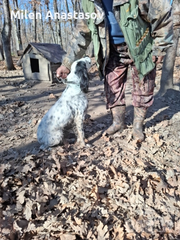 Продавам английски сетер , снимка 3 - Английски сетери - 52793329