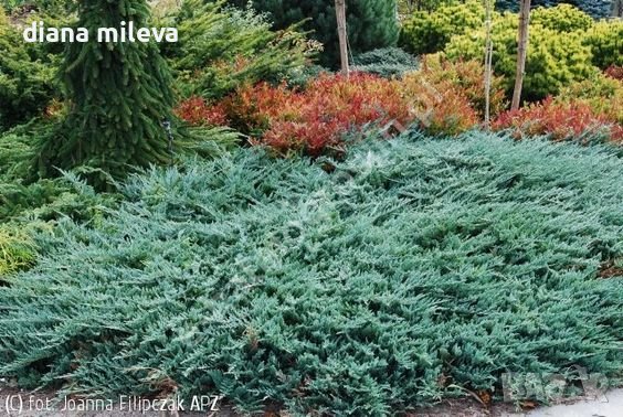 Хвойна Уилтони, Juniperus horizontalis wiltonii, снимка 3 - Градински цветя и растения - 43806527