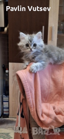 продавам мъжко и женско, снимка 4 - Британска късокосместа - 52323134