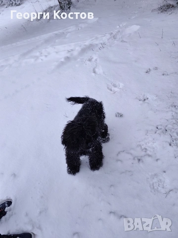 Продавам Кокер шпаньол 