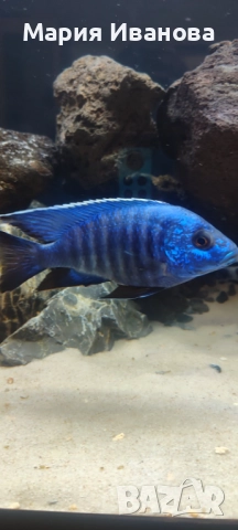 Африкански цихлиди Малави 