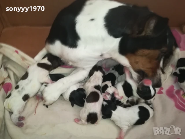 ДЖАК РЪСЕЛ БЕБЕТА-РОДЕНИ 11.08.25г 1208251833, снимка 5 - Джак ръсел териер - 51343492