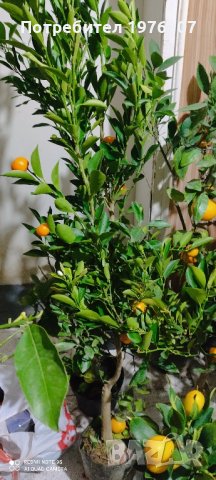 лимон,зелен лимон лайм,кумкуат, снимка 11 - Градински цветя и растения - 43271965