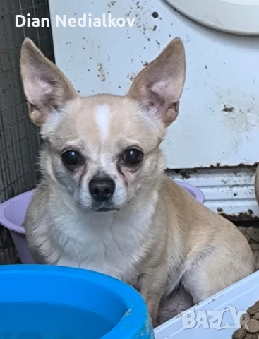 Чихуахуа родословни, снимка 3 - Чихуахуа - 51359852