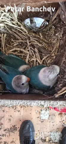 неразделки, снимка 3 - Папагали - 52126564