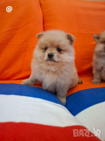 Померан померанчета Гр. София, снимка 14 - Померан - 52597069