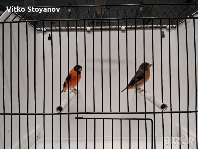 Венецуелски скатии, снимка 7 - Канари - 52944016