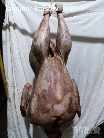 продавам пуяк , снимка 3 - Кокошки и пуйки - 52889327