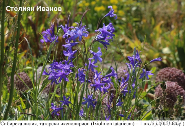 Сибирска лилия, татарски иксиолирион (Ixiolirion tataricum) –  луковици