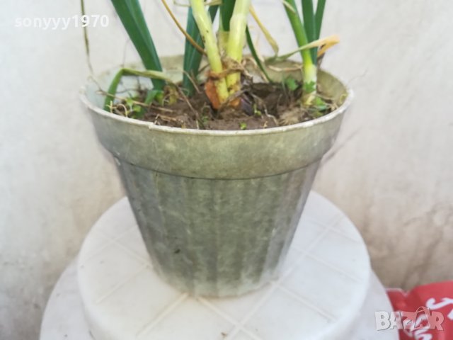 ЛУК В САКСИЯ 0502241105, снимка 8 - Градински цветя и растения - 44140446