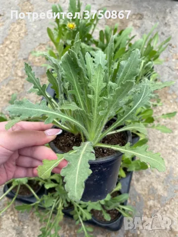 🧡 Гайлардия /Gaillardia/ 🧡, снимка 4 - Градински цветя и растения - 49778119