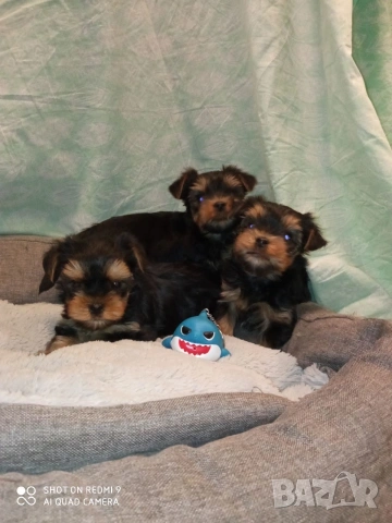 Йоркширски териер 