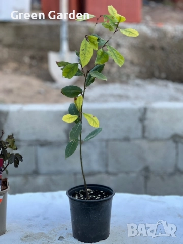 Дафинов лист