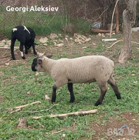 Агнета от месодайни породи и кръстоски със местни овце. , снимка 6 - Овце - 53487804