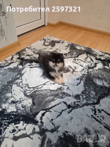 ПОМЕРАН , снимка 6 - Померан - 53181573