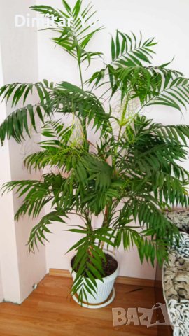 Палма, снимка 2 - Стайни растения - 44088286