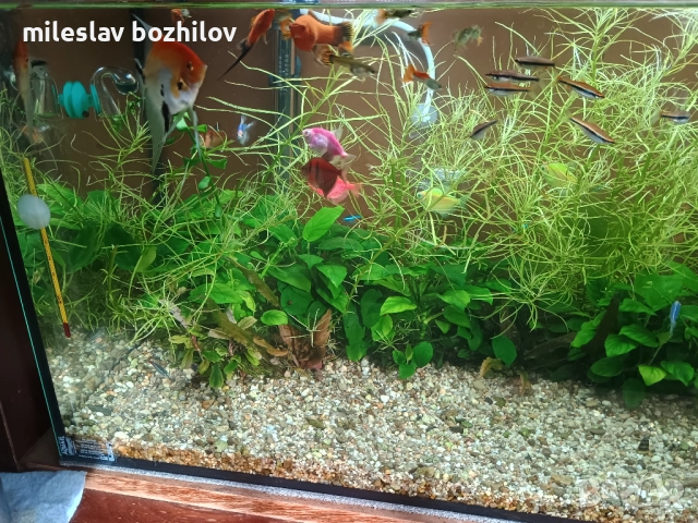 Продавам аквариум , снимка 5 - Аквариуми - 52428718