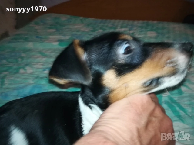 ЖЕНСКО ДЖАКЧЕ НА 90 ДЕНА 2011251700, снимка 17 - Джак ръсел териер - 52482164