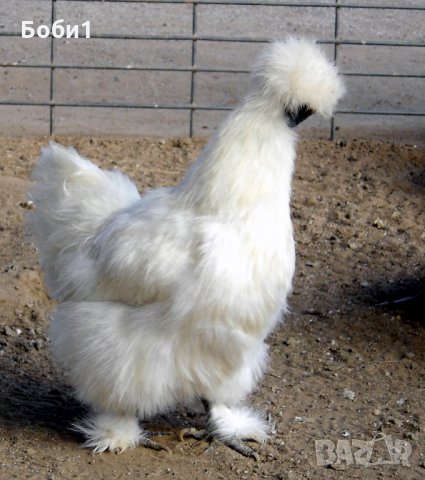 Яйца от копринки, снимка 4 - Кокошки и пуйки - 28681077