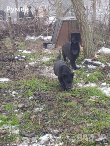 Черна немска овчарка , снимка 4 - Немска овчарка - 53266000