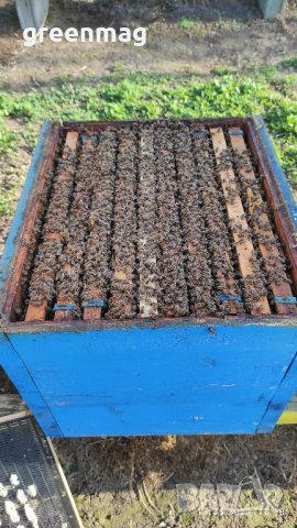 Пчелни отводки ДБ, Възможна Доставка, снимка 2 - За пчели - 43898998