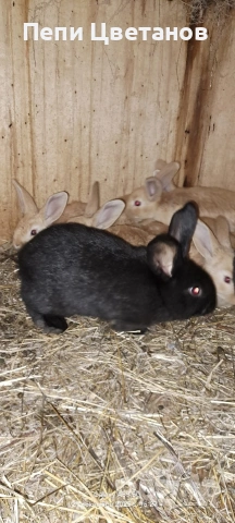 З А Й Ц И , снимка 3 - Други животни - 52951933