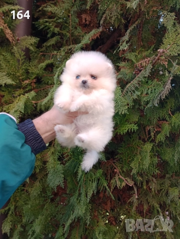 Мини Померани. Реални снимки от 19.12.25 год. , снимка 2 - Померан - 52849207