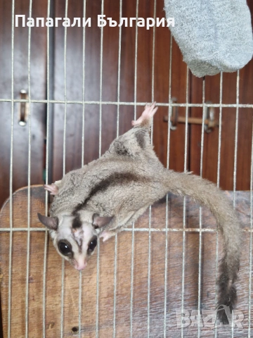 Летяща Захарна Катерица с клетка