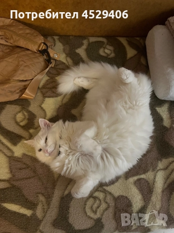 Продавам Ангора, снимка 2 - Ангорски - 52923611