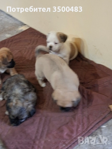 4 момичета и 1 момче Пекинези, снимка 2 - Пекинез - 52584455