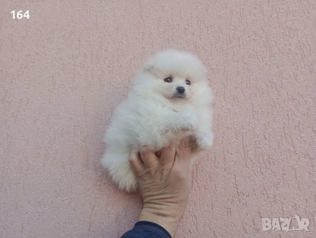 Мъжки Померан. Реални снимки от днес!