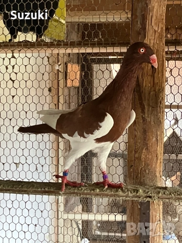 Гълъби - Датски летачи и Спортни пощенски, снимка 14 - Гълъби - 52565161