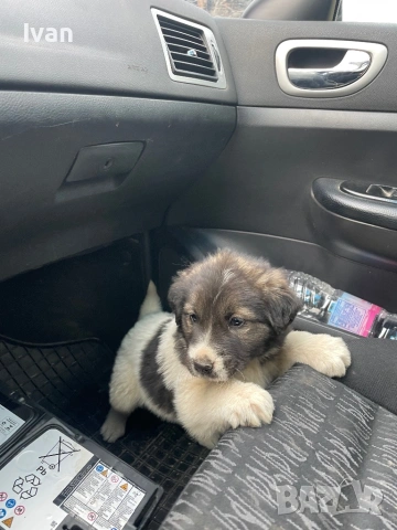 Каракачанка мъжко, снимка 2 - Каракачанска овчарка - 53163195