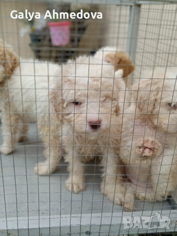 Лагото романьоло , снимка 2 - Други - 52513113